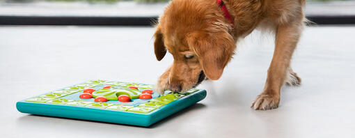 Stimulating Toys for Older Dogs Purina